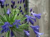 Amsterdam , Agapanthus